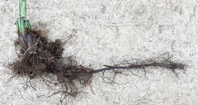 コゴミの苗の特徴や育て方をご紹介