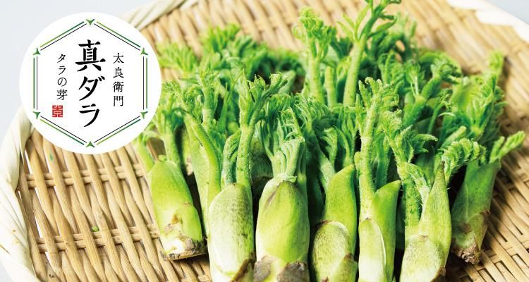 タラの芽のブランド『真だら・もちタラ』にチャレンジする合同会社太良