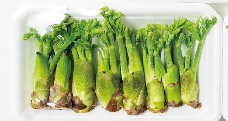 タラの芽のブランド『真だら・もちタラ』にチャレンジする合同会社太良