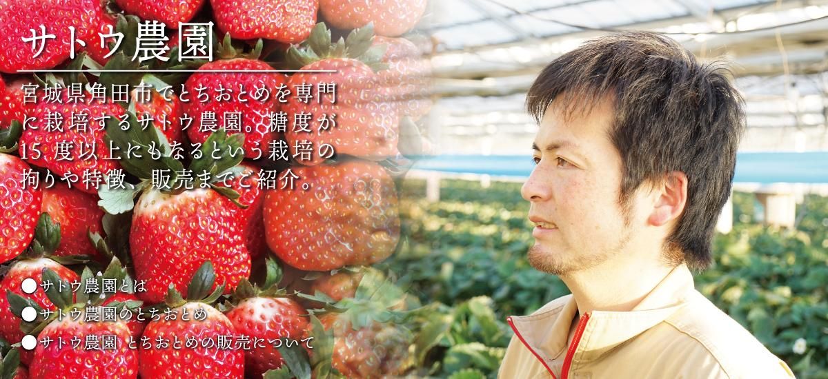 マスクメロンの糖度にも匹敵する苺『とちおとめ』を栽培する宮城県角田