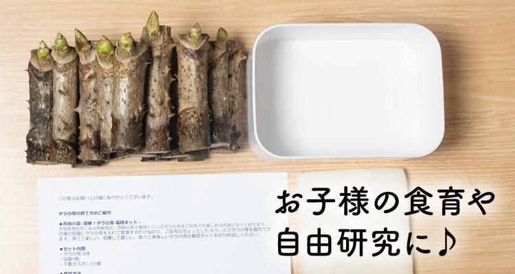 たらのめさん　専用 Amazon.co.jp: 【国産 山菜】簡単！西根の森 タラの芽 栽培