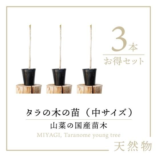 天然物 山菜 タラの木の苗木 タラの芽の苗木 1本 を通販で販売