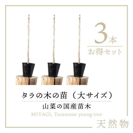 天然物 山菜 タラの木の苗木 タラの芽の苗木 1本 を通販で販売