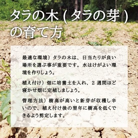 天然物 山菜 タラの木の苗木 タラの芽の苗木 を通販で販売