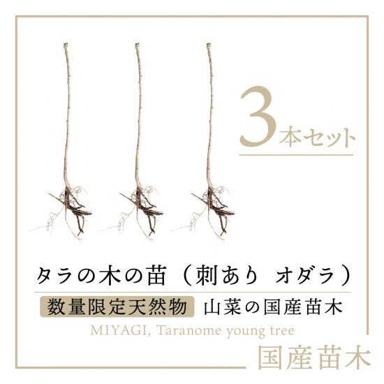 天然物 山菜 タラの木の苗木 タラの芽の苗木 品種 男だら オダラ 3本セット を通販で販売