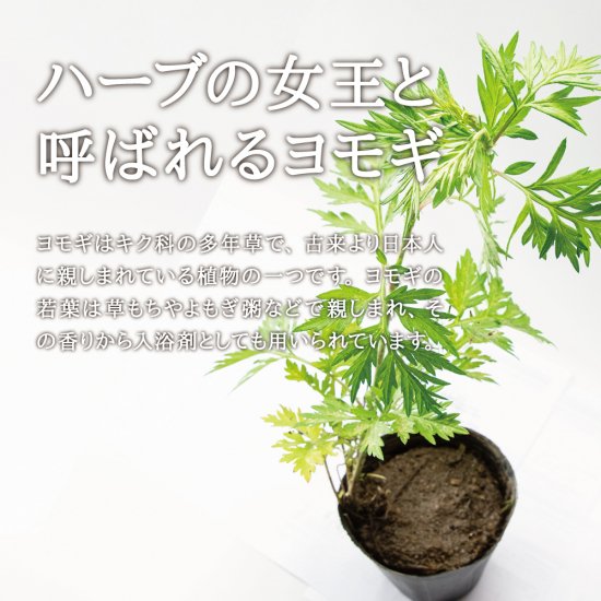 国内外の人気集結！ ヨモギ沖縄産ポット苗 - 植物/観葉植物