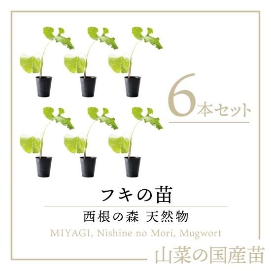 西根の森 天然山菜の苗 フキのポット苗 6本 を通販で販売 西根の森 天然山菜の苗 フキのポット苗 6本 を通販で販売