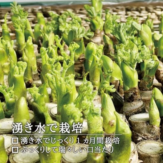 西根の森 真ダラ(タラの芽 早取れ山菜|宮城県角田市産)』を 西根の森 真ダラ(タラの芽 早取れ山菜|宮城県角田市産)』を