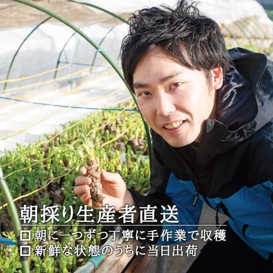 タラの芽（購入禁止） 楽天市場】2025発送中 タラの芽【送料無料】長野県産 天然 たらの芽