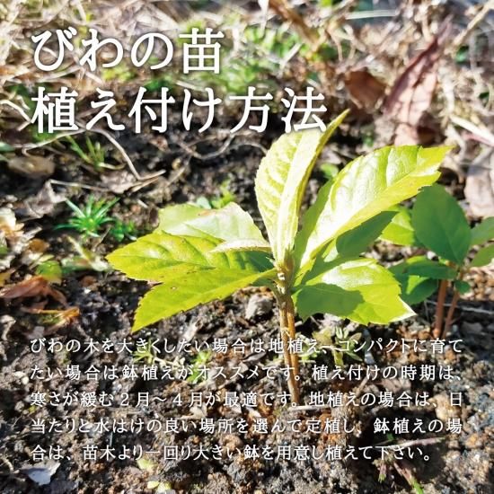22年度 予約受付中 西根の森 びわの苗 1本 を通販で販売