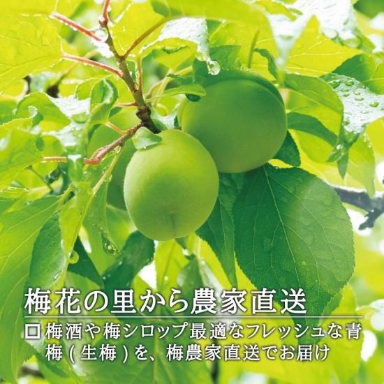 宮城角田産 梅花の里 青梅 *白加賀』を通販で販売。是非お取り寄せ