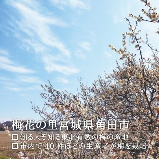 宮城角田産 梅花の里 青梅 *白加賀』を通販で販売。是非お