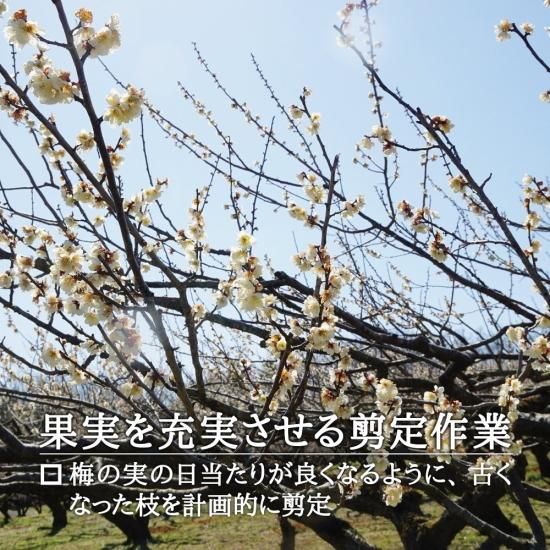 Nana様 山梨県産 樹成り中熟~完熟 白加賀梅 25kg 青梅 終了