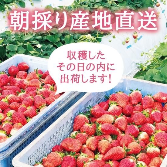宮城県産 いちご 完熟とちおとめ(産直商品/送料込み *沖縄離島 宮城県産 いちご 完熟とちおとめ(産直商品/送料込み *沖縄離島