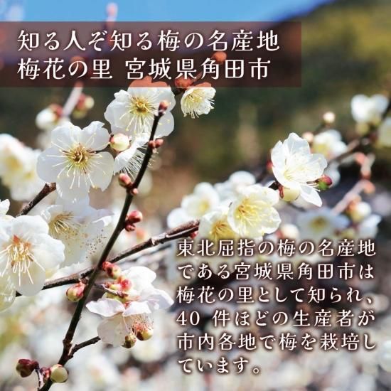 梅干しマイスター佐藤きい子さんが作る『昔ながらの 赤しそ