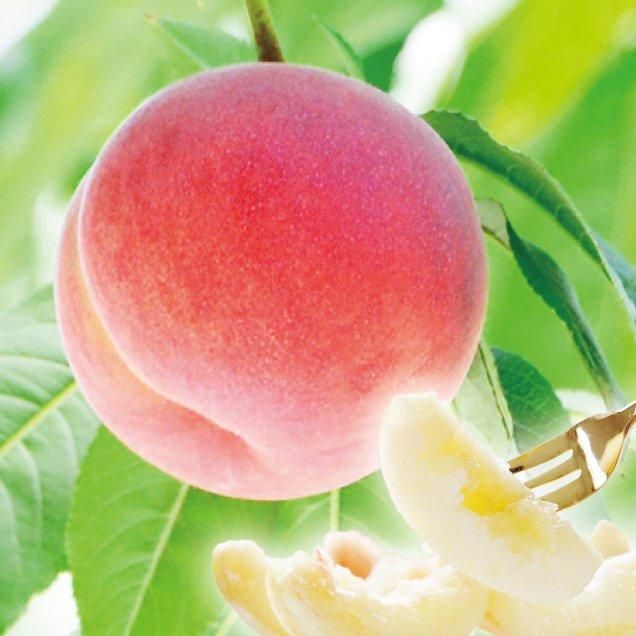 <img class='new_mark_img1' src='https://img.shop-pro.jp/img/new/icons5.gif' style='border:none;display:inline;margin:0px;padding:0px;width:auto;' />【2025年度 8/1から順次発送】福島県産 桃 まどか 秀品 *産地直送／他商品の同梱不可／送料無料(沖縄離島を除く)