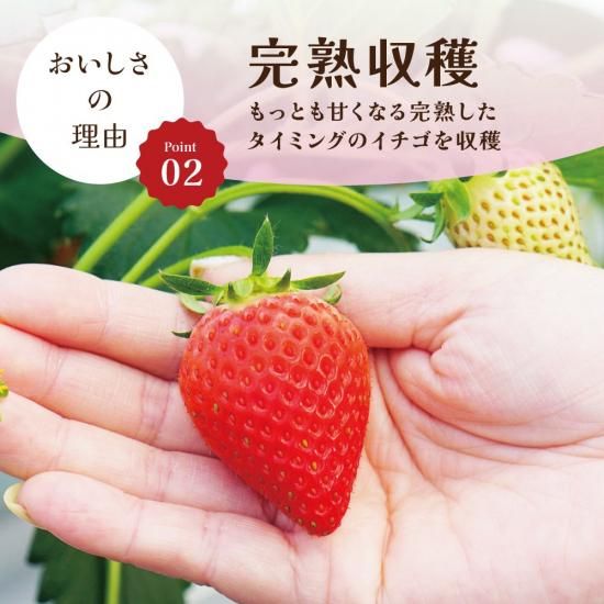 山元ヒルズファーム 宮城県産 完熟 冷凍いちご こおりヒルズ』を