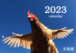 「コケコと共に」 2023年 百鶏園オリジナルカレンダー 壁掛けタイプ