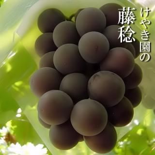商品検索 - 山梨県勝沼より、新鮮で美味しいぶどうを産地直送で