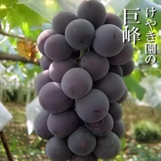 酷暑の勝沼　巨峰 ひで　５キロ 出荷時期7月19日ごろから】巨峰 種無し 特選 5KG | ぶどう通販