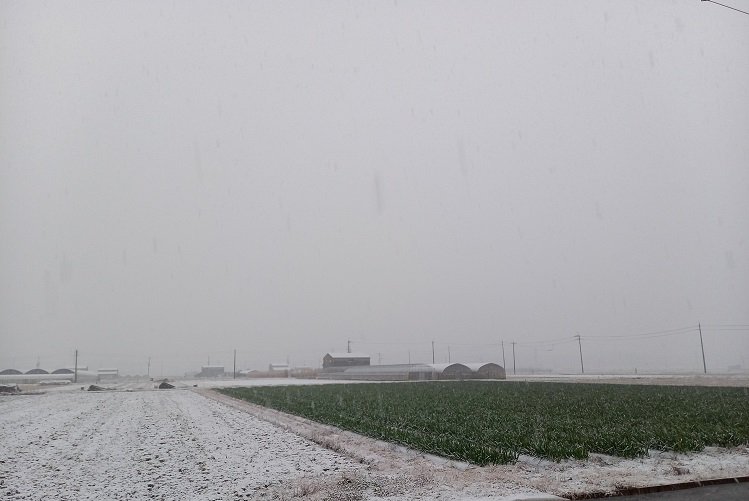 おさぜん農園前の雪景色。