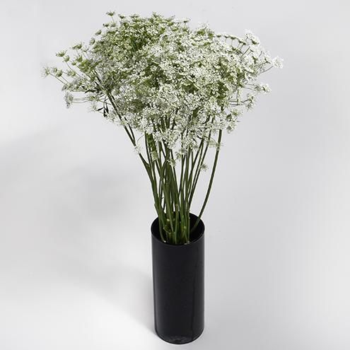 ホワイトレースフラワー切り花 小 約30本 Hayasaka Plus Vege Flower