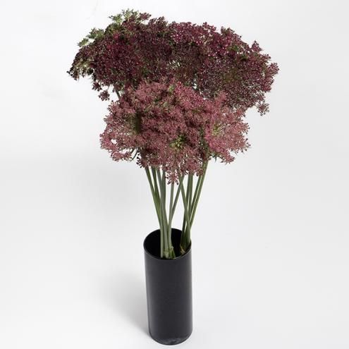 レースフラワー ミックス 切り花 小 約30本 3月 5月限定商品 Hayasaka Plus Vege Flower レースフラワー ミックス 切り花 小 約30本 3月 5月限定商品 Hayasaka Plus Vege Flower