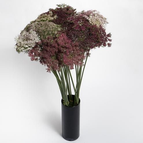 レースフラワー ミックス 切り花 大 約60本 3月 5月限定商品 Hayasaka Plus Vege Flower レースフラワー ミックス 切り花 大 約60本 3月 5月限定商品 Hayasaka Plus Vege Flower