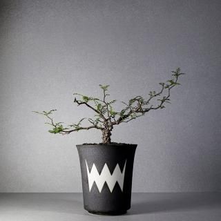 PLANTS - VALIEM ONLINE STORE