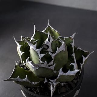 ユーフォルビアロンギツベルクローサ valiem 【SALE/10%OFF www.ojara.com