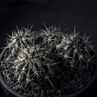 PLANTS - VALIEM ONLINE STORE