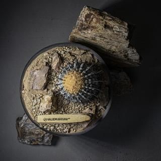 PLANTS - VALIEM ONLINE STORE