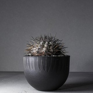 PLANTS - VALIEM ONLINE STORE