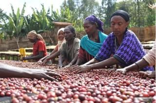 Ethiopia Yirgacheffe Bereka å 濼