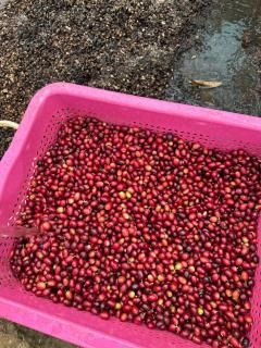 IndiaLhouvilleࡡRice Yeast Honeyꡡ