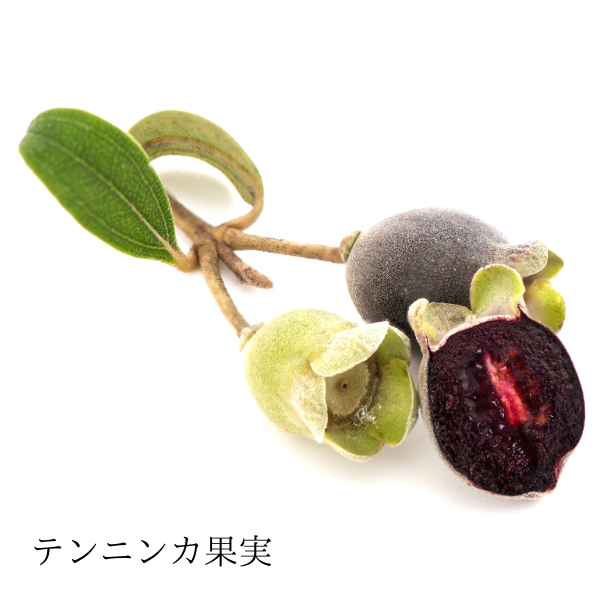 TRANSDERMA THE EYE CREAM トランスダーマ ジ アイクリーム
