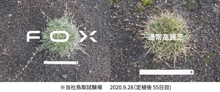農林水産省登録品種)耐寒性省管理型改良高麗芝 FOX(フォックス 農林水産省登録品種)耐寒性省管理型改良高麗芝 FOX(フォックス