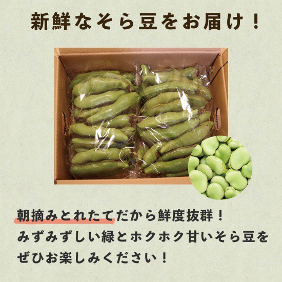 鹿児島県 指宿産 朝摘み そら豆 2kg - アグリスタイル 【かごしまぐるり】