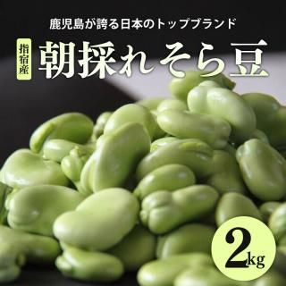 【しっとりホクホク】 指宿産 朝摘みそら豆 2kg
