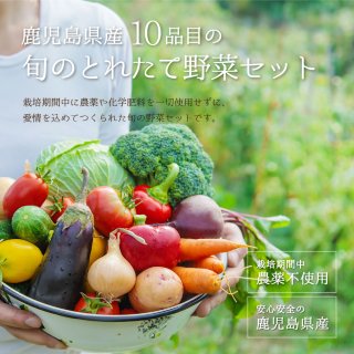 【季節の野菜が楽しめる】農薬・化学肥料不使用 旬のとれたて野菜10品目