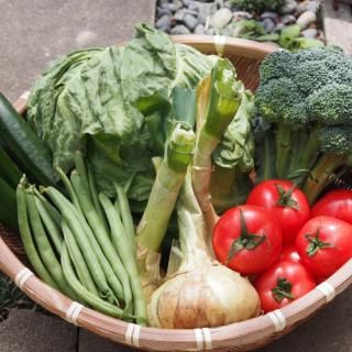 【季節の野菜が楽しめる】農薬・化学肥料不使用 旬のとれたて野菜10品目