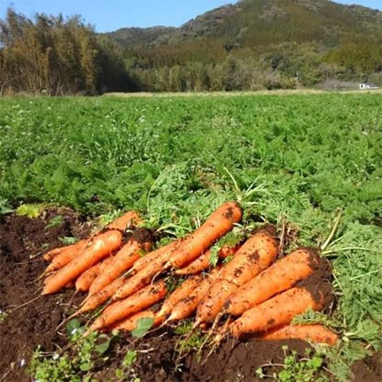 有機JAS人参10kg - 久木田農園 【かごしまぐるり】
