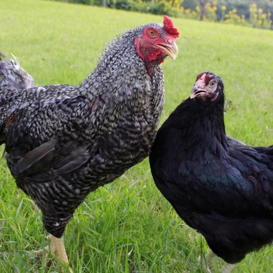 cpセットur1枚おまけ！じゃじゃ丸@必読 ビルドット『忍者じゃじゃ丸くん』マスコットフィギュア (6個セット