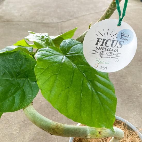 かごしまぐるり】フィカス・ウンベラータ(螺旋曲げ) 8号鉢 - 弓指園芸
