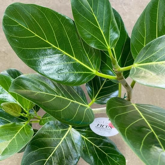 鳳華フィカス 根上り 根を楽しむ おしゃれベンガレンシス 鳳華フィカス 根上り 根を楽しむ おしゃれベンガレンシス