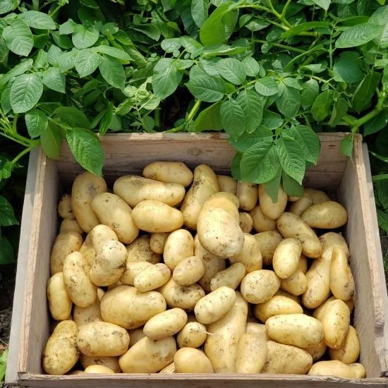 値下げ中！沖縄産 全長35センチ！7.8㎏！巨大シャコガイ