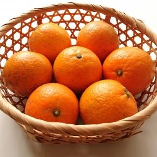 南大隅町産 たんかん 5kg ノーワックス Mサイズ - うちこし 南大隅町産 たんかん 5kg ノーワックス Mサイズ - うちこし