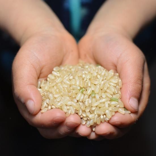 合鴨米 「カモノオカゲ」 5kg - 南九州ルバーブ農園 【かごしま