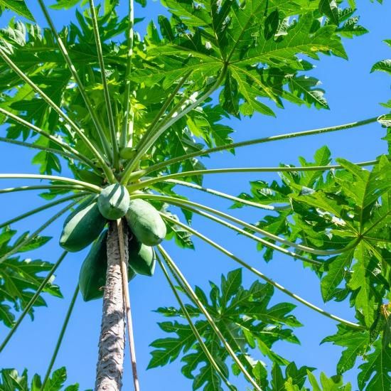 有機JAS グリーンパパイヤ 6kg - グリーンファースト 【かごしまぐるり】