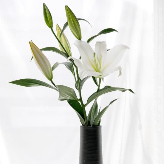 オリエンタルユリ5本 - 鎌田ユリ園 【かごしまぐるり】